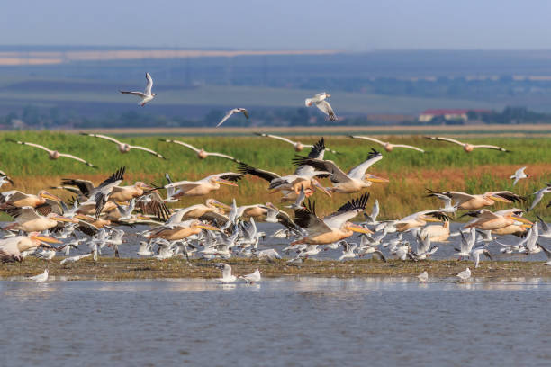 istock white pelicans and seagulls in flight 1135379803