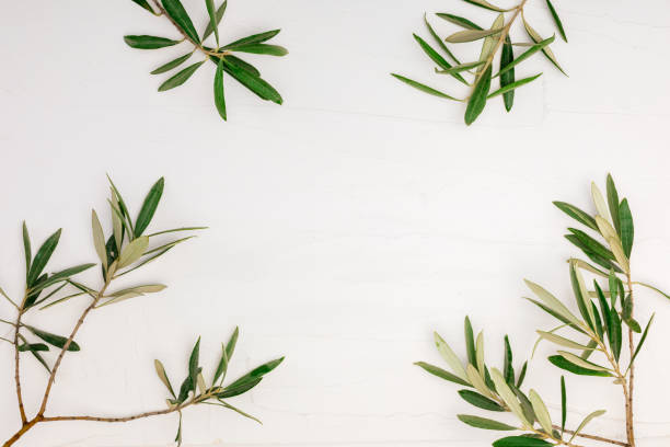 istock Branches and leaves of olive tree on white background with texture and space to insert your text here. 1135380706