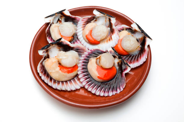 Scallops fresh, raw and clean on clay plate (zamburiñas)