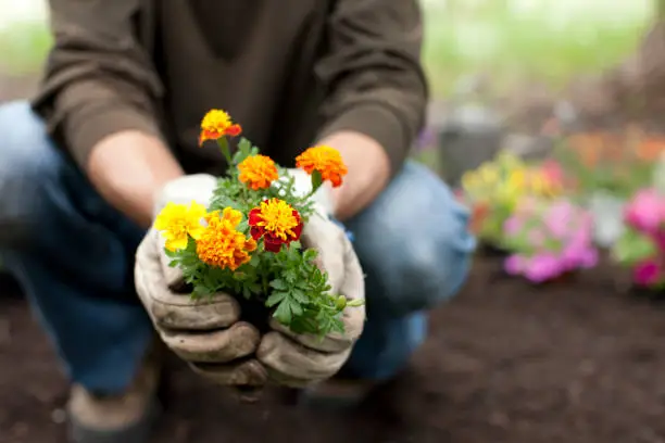 Photo of Man gardening holding Marigold flowers in his hands