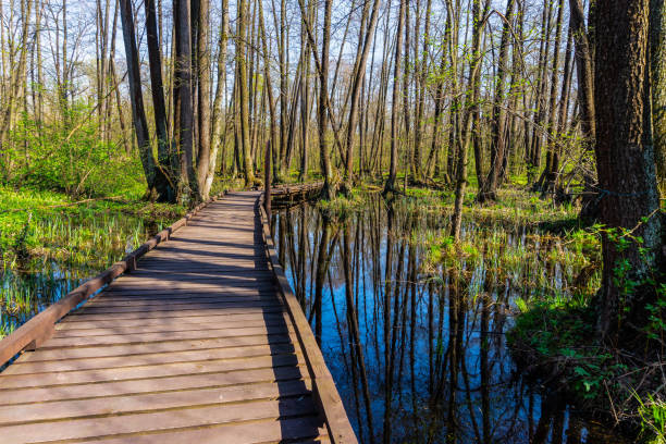istock Wooden foot path across the marsh in spring forest at sunny day 1135382150