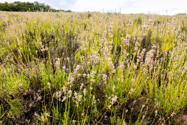 istock The stems of ripe Lavender. 1135382908