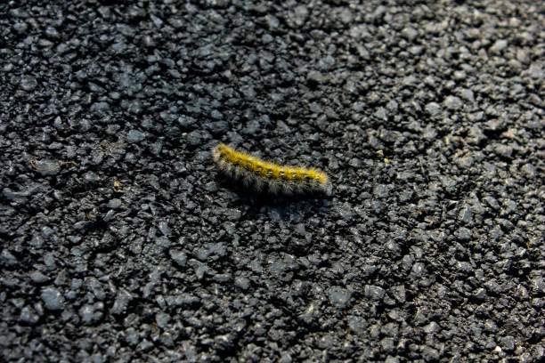 Green and yellow caterpillar on dark asphalt