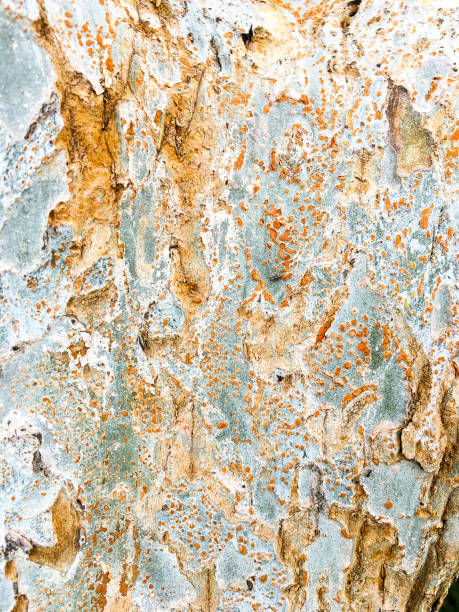istock close-up of tree trunk 1135384091