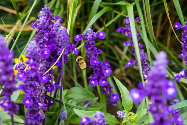 Bumblebee on purple flowers Bumblebee on purple flowers schnittlauch stock pictures, royalty-free photos & images