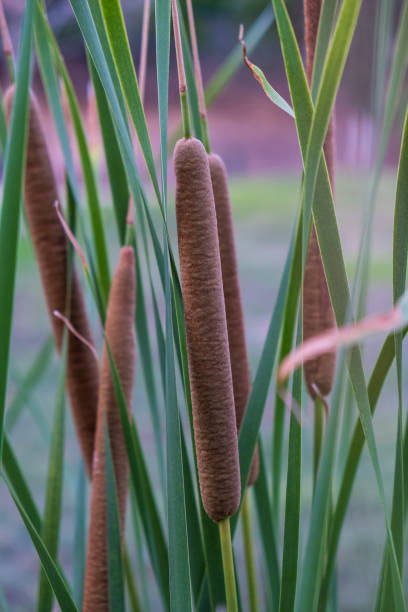 istock Bulrush or cattail close-up shot 1135384905