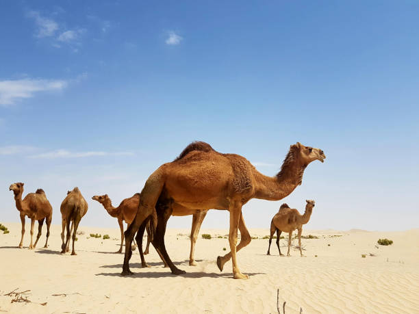 istock Wild Camels in the Desert . 1135385198
