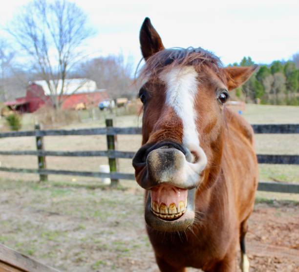 Bay horse showing teeth in a smile in front of fenced field and red barn