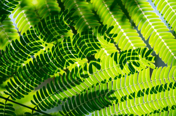 istock Albizia tree close-up with back lit 1135385377