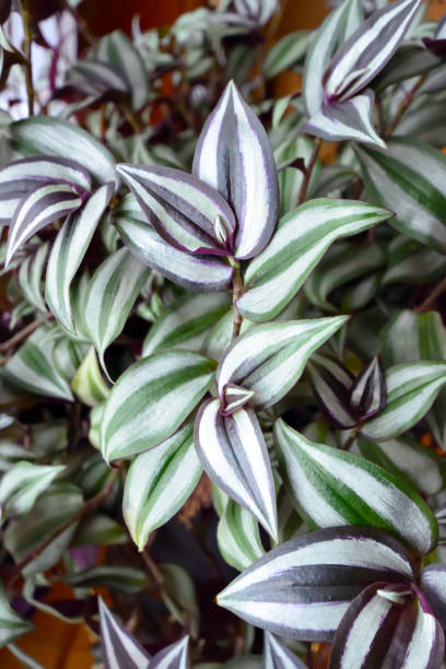 violet vert errant juif plante fermer - tradescantia epidermis photos et images de collection