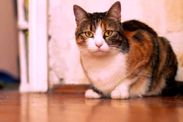 istock Cat sitting on the floor 1135385490