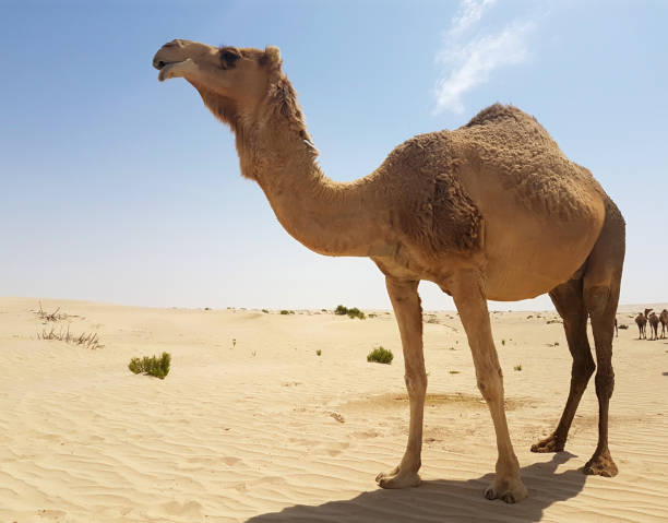 istock Wild Camels in the Desert . 1135385787