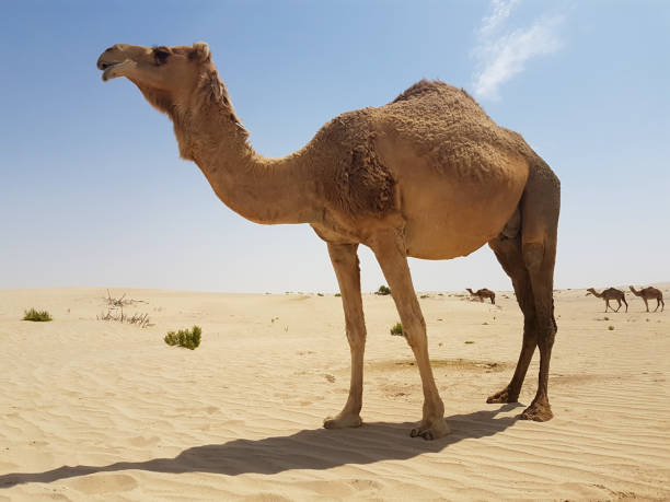istock Wild Camels in the Desert . 1135386394