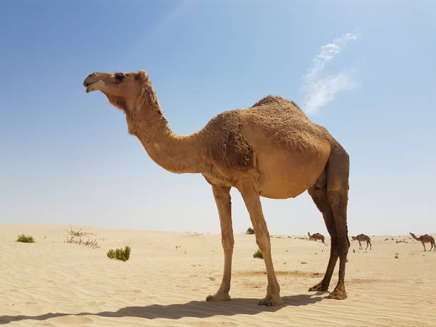 istock Wild Camels in the Desert . 1135386503