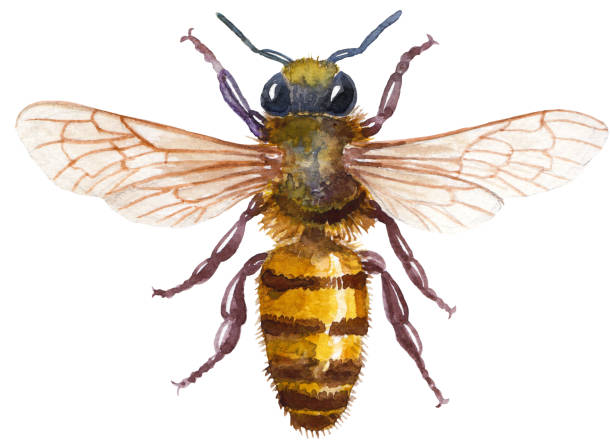 пчелиная акварель иллюстрация, �изолированная на белом с рабочим путем - clip path stock illustrations