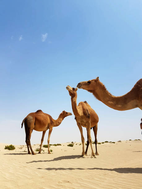 istock Wild Camels in the Desert . 1135386613