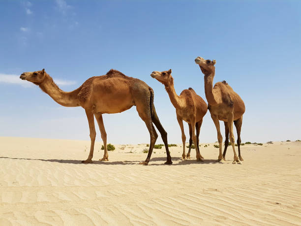 istock Wild Camels in the Desert . 1135386737