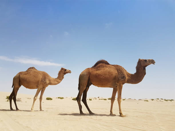 istock Wild Camels in the Desert . 1135387053