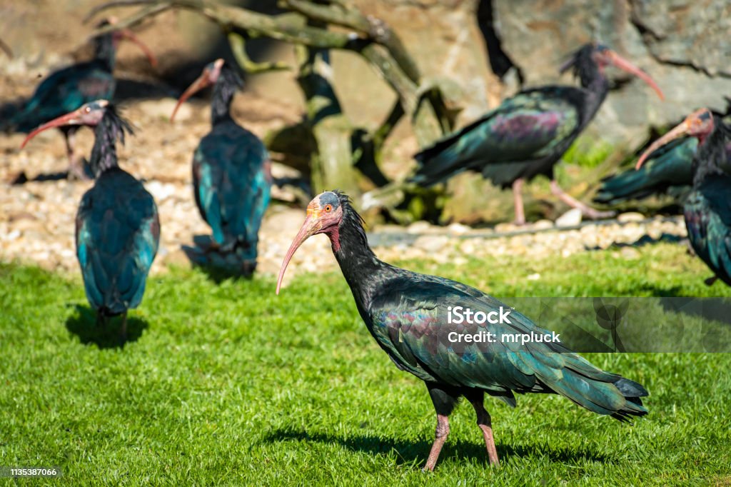 colony of northern bald ibis or waldrapp northern bald ibis or waldrapp in a colony in Waidhofen an der Thaya in Lower Austria Animal Migration Stock Photo