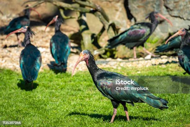 Colony Of Northern Bald Ibis Or Waldrapp Stock Photo - Download Image Now - Animal Migration, Austria, Biology
