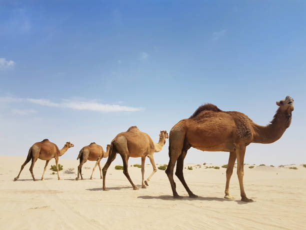 istock Wild Camels in the Desert . 1135387116