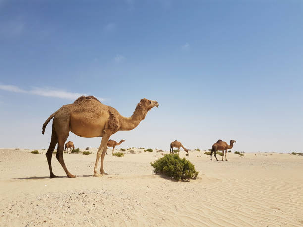 istock Wild Camels in the Desert . 1135387193