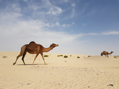 Harnessed cute riding camels resting in the desert, Al Ula, Saudi Arabia