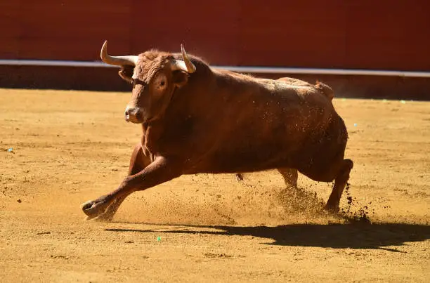 spanish angry bull in bullring