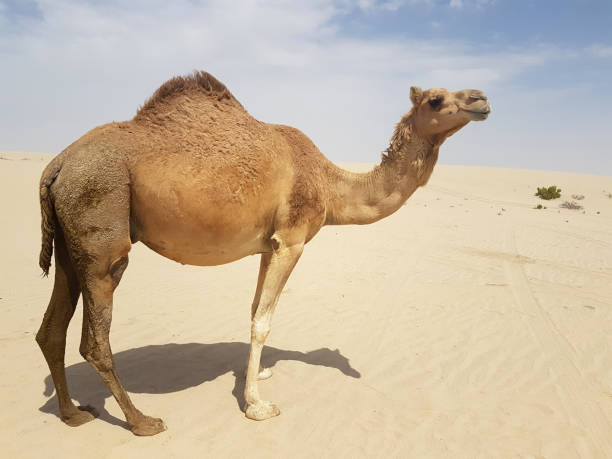 istock Wild Camels in the Desert . 1135388092