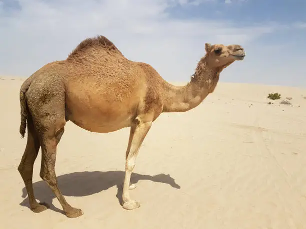 Photo of Wild Camels in the Desert .