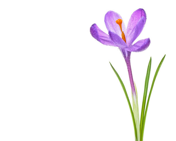 istock Crocus flower with water drops on a white background 1135389258