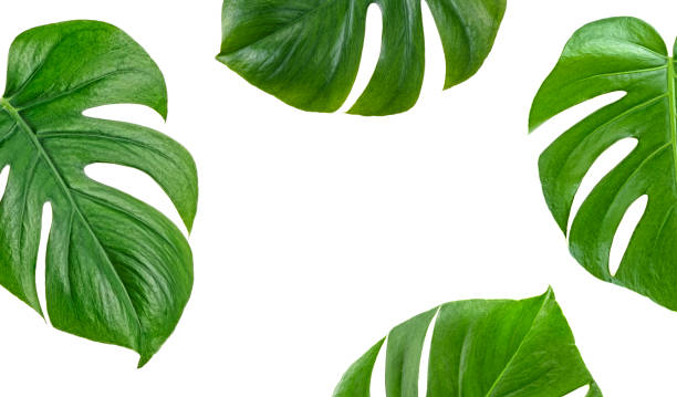 istock Tropical palm leaves Monstera on white background. Top view. 1135389272