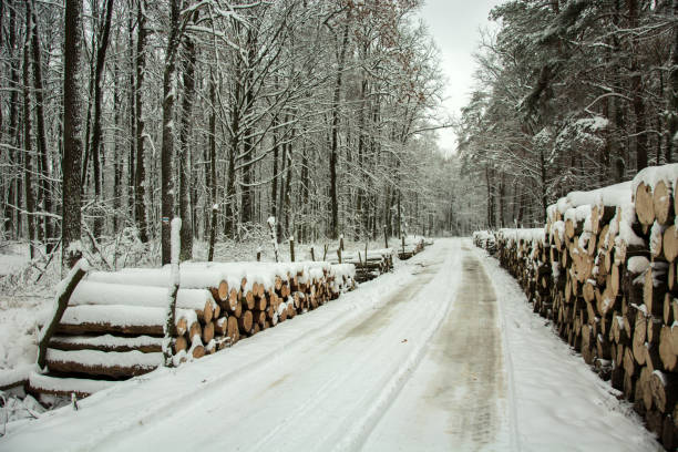 istock Logs wood by way through mystical forest - winter day 1135389307