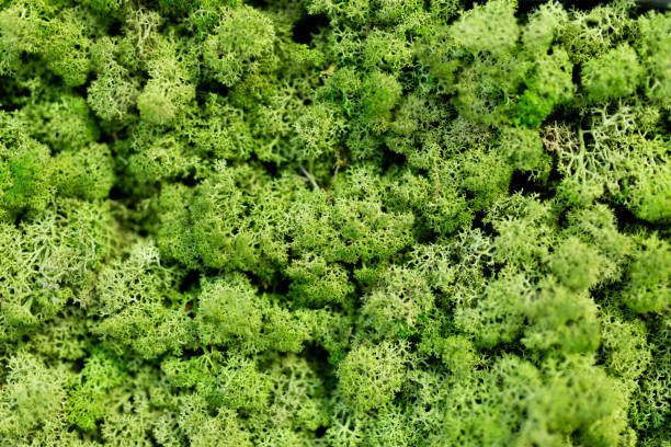istock Moss wall, green lichen wall trim 1135390398