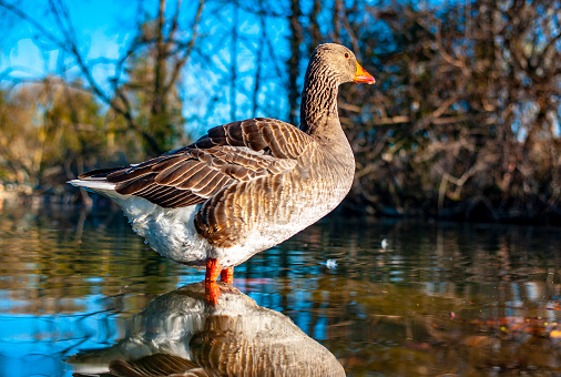 Goose in a pound