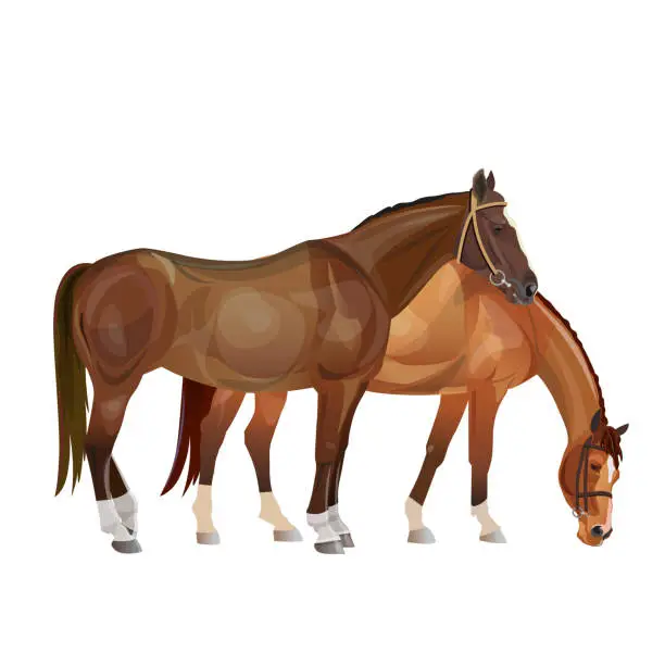 Vector illustration of Two horses grazing.