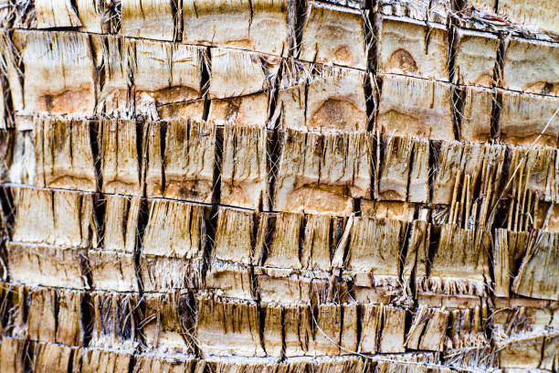 istock Close-up of a palm tree trunk 1135393787