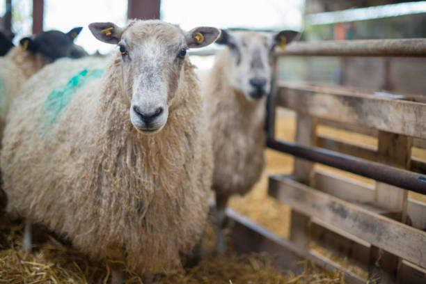 호기심에 베에 헛간에 겨울 - livestock rural scene newborn animal ewe 뉴스 사진 이미지