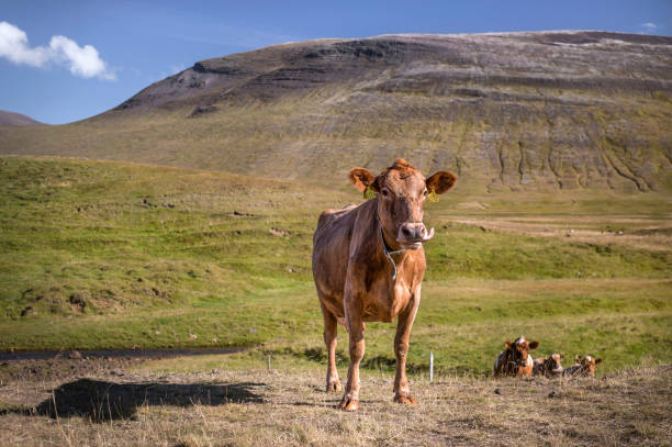 A cow standing in a pasture sticking out its tongue. A few more cows are seen in the background. Located on a farm in Iceland - 9/2/16