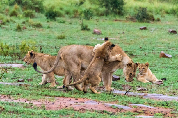 istock Lions with babies in South Africa 1135394769