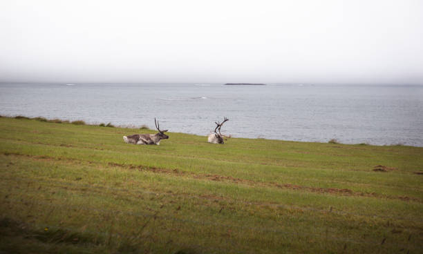 istock Reindeer Along Iceland's Coastline 1135394856