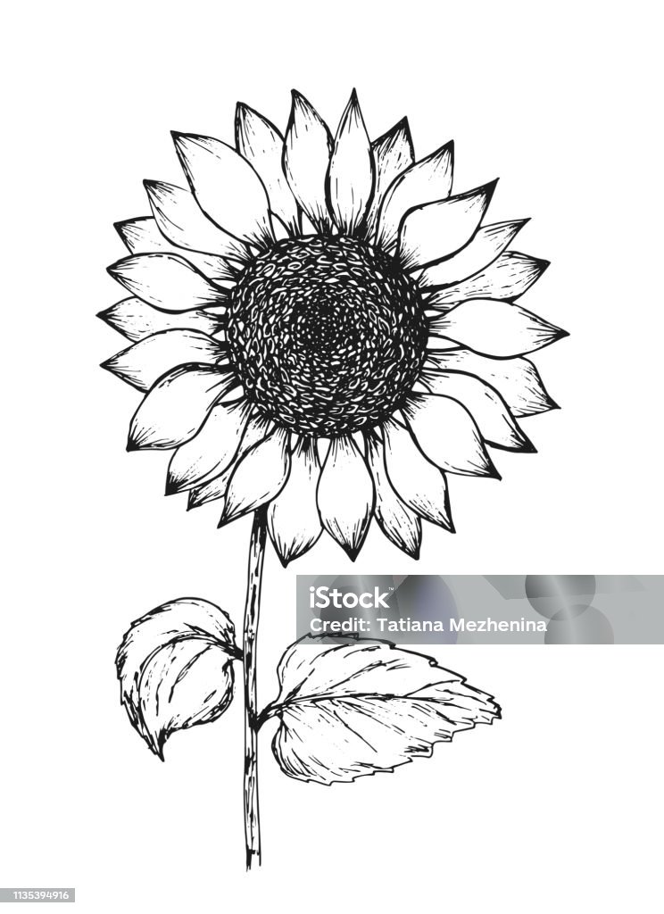 Vintage black outline ink pen sketch of sunflower Retro black outline ink pen sketch of sunflower. Hand drawn illustration of beautiful sun flower isolated on white background for botanical pattern design, greeting card decoration Sunflower stock vector