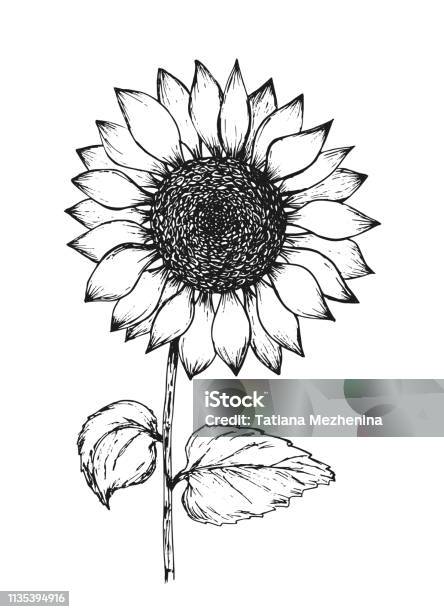 Vintage Black Outline Ink Pen Sketch Of Sunflower Stock Illustration - Download Image Now - Sunflower, Line Art, Drawing - Art Product