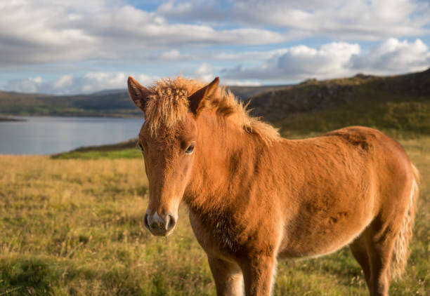 istock Icelandic Horse Standing in a Field in Sunlight 1135394966
