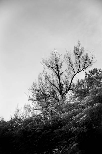 istock Tree in Sea of leaves 1135395736