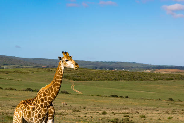 istock Giraffe in beautiful landscape 1135395737