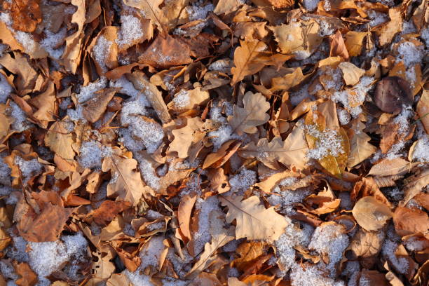 istock Autumn leaves with the first snow 1135395749