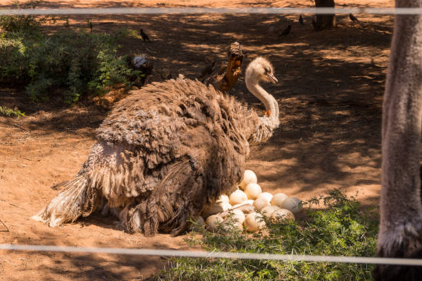 istock ostrich brewing a lot of eggs 1135395814