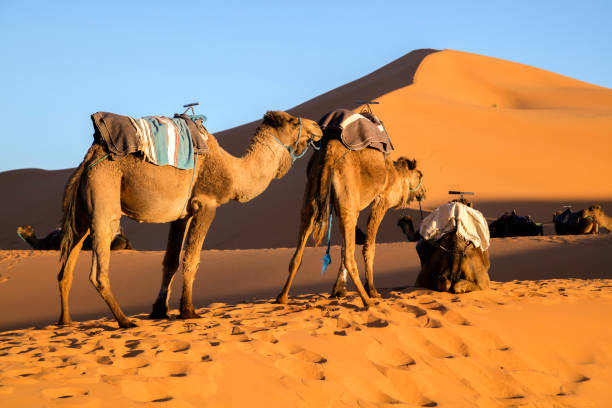istock Dromaders on Sand Dunes at sunset in Morocco 1135396885