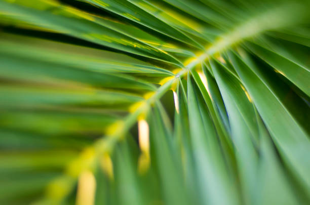 istock Close-up Of Sago Palm Leaves 1135396933